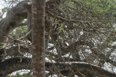 Chlorocebus pygerythrus hilgerti