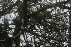 Chlorocebus pygerythrus hilgerti