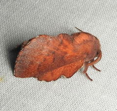 Phyllodesma occidentis