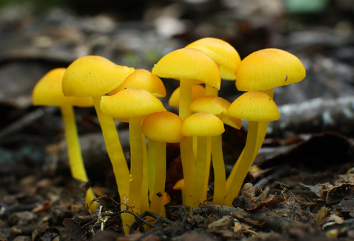 Butter Waxcap