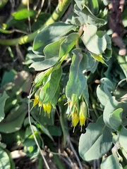 Cerinthe minor