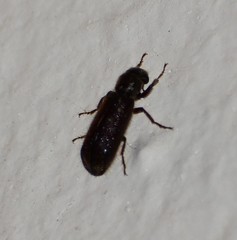 Melalgus plicatus