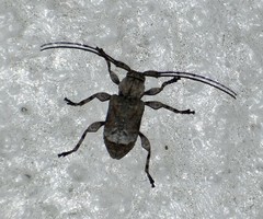 Leptostylus transversus