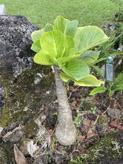 Brighamia insignis