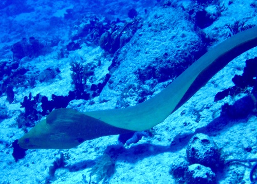 Green moray