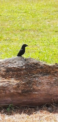 Crotophaga sulcirostris