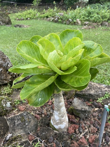 Brighamia insignis