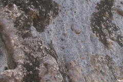 Lygodactylus mombasicus
