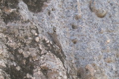 Lygodactylus mombasicus