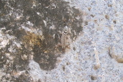 Lygodactylus mombasicus