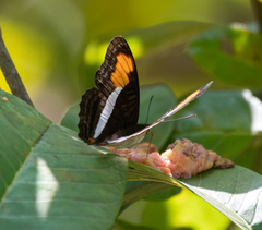 Adelpha plesaure