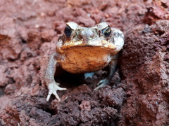 Rhinella diptycha