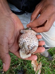 Rhinella diptycha