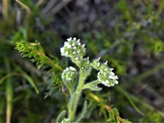 Johnstonella micromeres