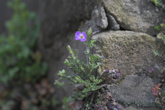 Raphanus sativus raphanistroides