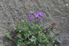 Raphanus sativus raphanistroides