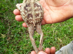 Rhinella diptycha