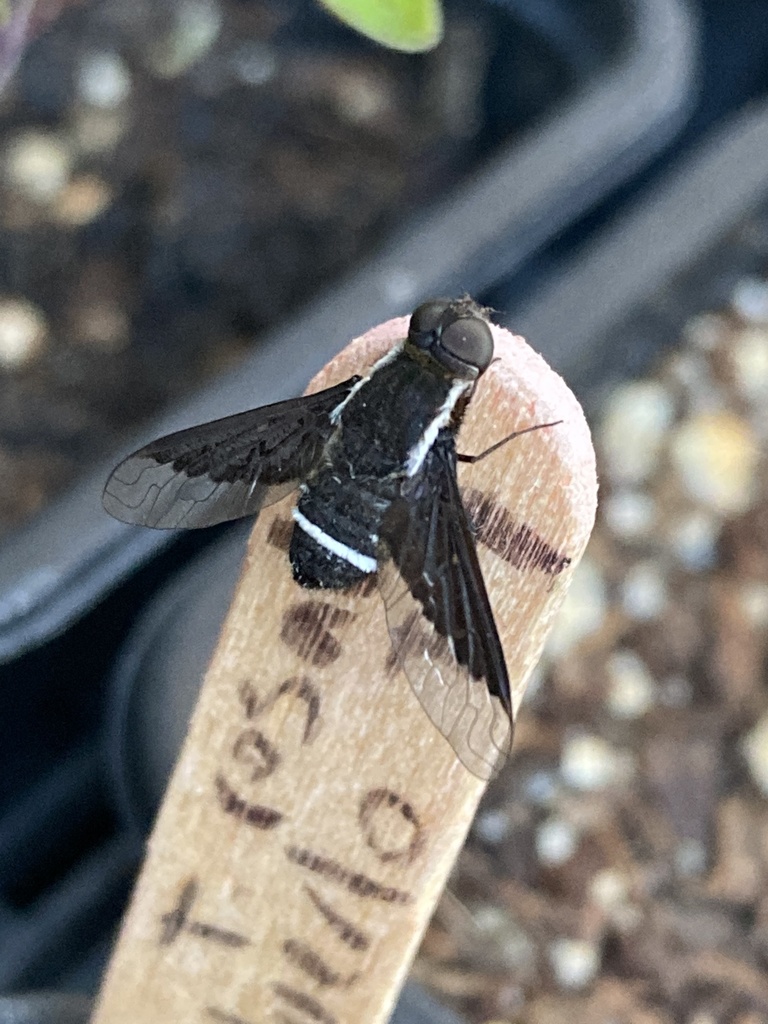 Hemipenthes gayi