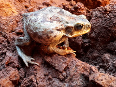 Rhinella diptycha