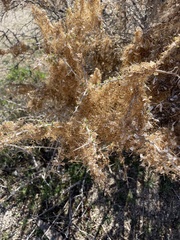 Cuscuta psorothamnensis