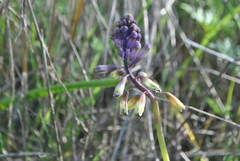 Bellevalia trifoliata