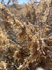 Cuscuta psorothamnensis