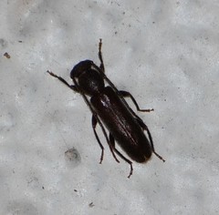 Geropa concolor