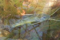 Blackspotted Squeaker photo 3