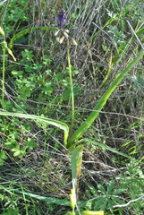 Bellevalia trifoliata