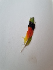 Lybiidae