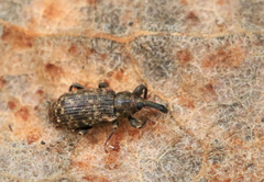 Dorytomus taeniatus