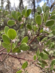 Arctostaphylos hookeri