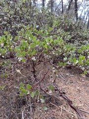 Arctostaphylos hookeri