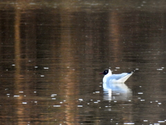 Chroicocephalus ridibundus