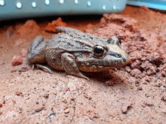 Leptodactylus fuscus