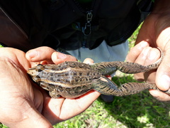 Leptodactylus fuscus