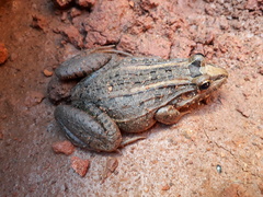 Leptodactylus fuscus