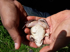 Leptodactylus fuscus