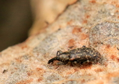 Dorytomus taeniatus