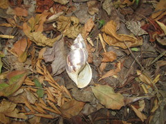 Lissachatina reticulata