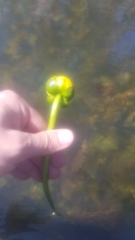 Nuphar ulvacea