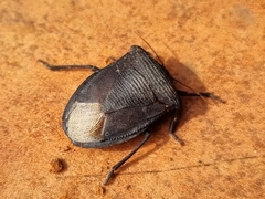 Phyllocephalinae