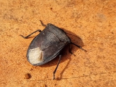 Phyllocephalinae