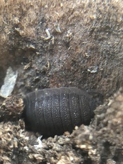 Porcellio scaber