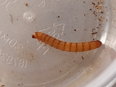 Uloma culinaris