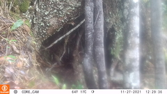 Turdus serranus
