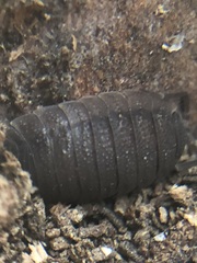 Porcellio scaber