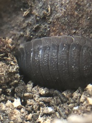 Porcellio scaber