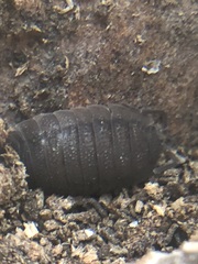 Porcellio scaber