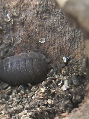 Porcellio scaber